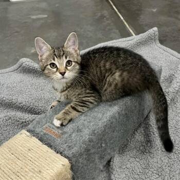 Hera -  Domestic Short Hair Cat for Adoption in Fairmont, West Virginia - Hera | PetCurious