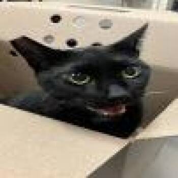 Prince -  Domestic Short Hair Cat for Adoption in Pasadena, California - Prince | PetCurious