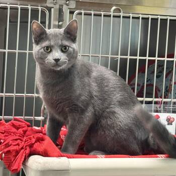 Domestic Short Hair Cats Available for Adoption in Jamestown, North Dakota - Alloy | PetCurious