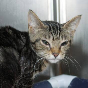 Domestic Short Hair Cats Available for Adoption - Serena | PetCurious