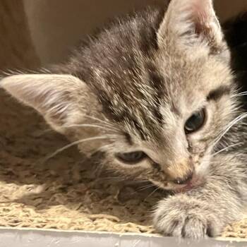 Cheetahlish -  Domestic Short Hair Cat for Adoption in San Antonio, Texas - Cheetahlish | PetCurious