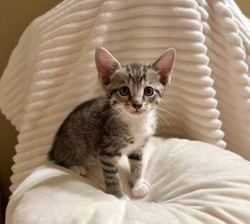 Rescue Tabby Cats for Adoption in Gorham, Maine - Grier Highland | PetCurious