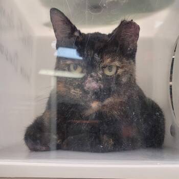 Rescue Domestic Short Hair Cats for Adoption in Columbus, Georgia - 11/04/2025-stray-EastHeightsDrive-"Arya" | PetCurious