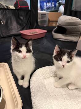 Hermia and Helena -  Domestic Medium Hair Cat for Adoption in Highland Park, New Jersey - Hermia And Helena | PetCurious