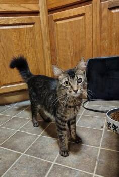 Domestic Long Hair Cats Available for Adoption in Wheaton, Illinois - Coconut Splash | PetCurious