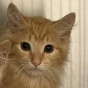 Butterscotch Cloud -  Domestic Medium Hair Cat for Adoption in Asheville, North Carolina - Butterscotch Cloud | PetCurious