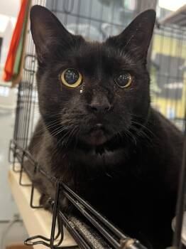 Perla -  Domestic Short Hair Cat for Adoption in Johnston, Rhode Island - Perla | PetCurious