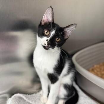 Tomato Soup -  Domestic Short Hair Cat for Adoption in Fort Lauderdale, Florida - Tomato Soup | PetCurious