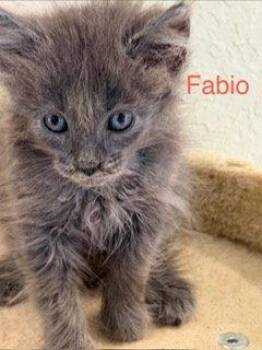 Fabio -  Turkish Angora Cat for Adoption in Oakland Park, Florida - Fabio | PetCurious
