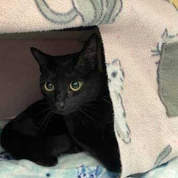 Birdy Lew -  Domestic Short Hair Cat for Adoption in Wheaton, Illinois - Birdy Lew | PetCurious
