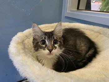 BRANDI -  Domestic Medium Hair Cat for Adoption in Santa Clara, California - BRANDI | PetCurious