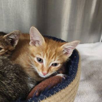 Marvin -  Domestic Short Hair Cat for Adoption in Evensville, Tennessee - Marvin | PetCurious