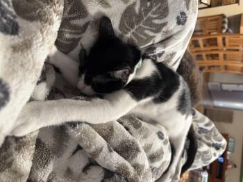 Blue -  Domestic Short Hair and Tuxedo Cat for Adoption in Tracy, California - Blue | PetCurious
