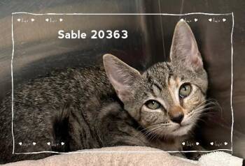SABLE (see also MABEL & LABELLE) -  Domestic Short Hair Cat for Adoption in Marietta, Georgia - SABLE (see Also MABEL & LABELLE) | PetCurious