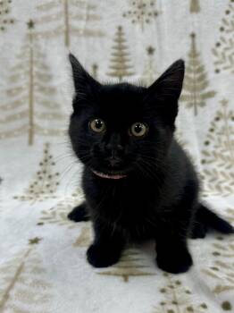 Rescue Domestic Short Hair Cats for Adoption in Columbus, Ohio - Dori | PetCurious