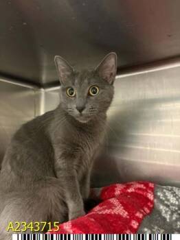 PISCES -  Domestic Short Hair Cat for Adoption in West Palm Beach, Florida - PISCES | PetCurious