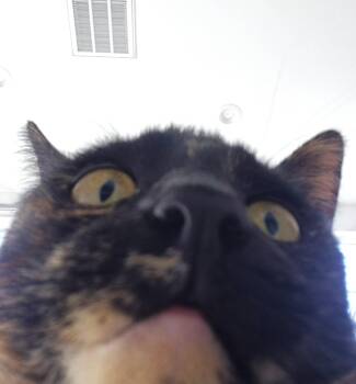 Rescue Tortoiseshell Cats for Adoption in Villa Park, California - Fig | PetCurious