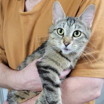 Moana -  Domestic Short Hair Cat Available for Adoption in Pennsville Township, New Jersey - Moana | PetCurious