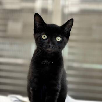 Inky -  Domestic Short Hair Cat for Adoption in Nashville, Indiana - Inky | PetCurious