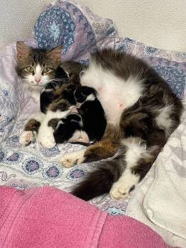 Elizabeth -  Domestic Long Hair Cat for Adoption in Westfield, New York - Elizabeth | PetCurious
