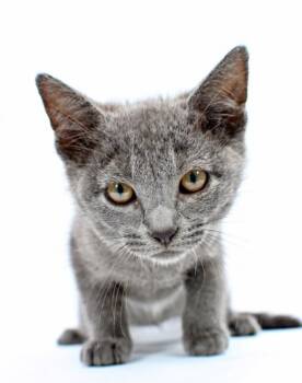 Waverly -  Domestic Short Hair Cat Available for Adoption in Morton Grove, Illinois - Waverly | PetCurious