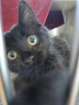 Lady Baela -  Domestic Short Hair Cat for Adoption in Westland, Michigan - Lady Baela | PetCurious