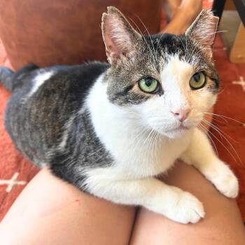 Meatball -  Domestic Short Hair Cat for Adoption - Meatball | PetCurious