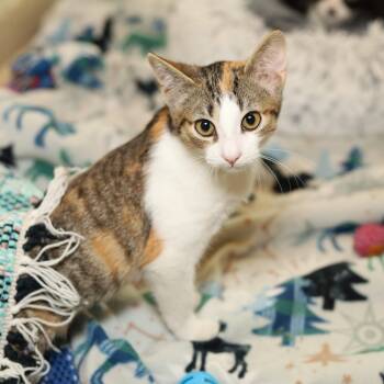 Rescue Domestic Short Hair Cats for Adoption in Jasper, Indiana - Gong-gi | PetCurious