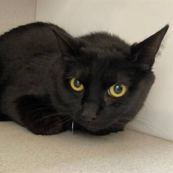 Domestic Short Hair Cats Available for Adoption in Aurora, Colorado - MARZ | PetCurious