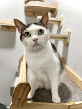 Clarice -  American Shorthair Cat for Adoption in West Newton, Pennsylvania - Clarice | PetCurious