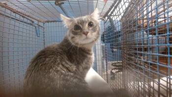 JOSE -  Domestic Short Hair Cat for Adoption in Doral, Florida - JOSE | PetCurious