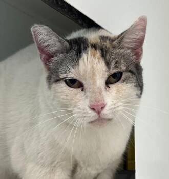 Jazzy -  Domestic Short Hair Cat for Adoption in Golden, Colorado - Jazzy | PetCurious