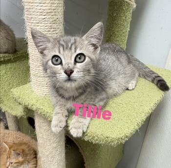 Tillie -  Domestic Short Hair Cat for Adoption in North Arlington, New Jersey - Tillie | PetCurious
