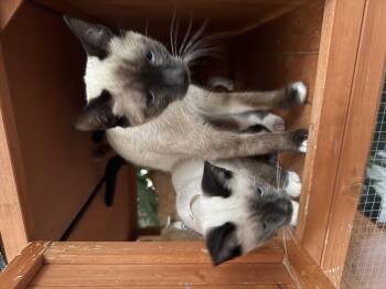 Edward -  Siamese Cat for Adoption in Oceanside, California - Edward | PetCurious