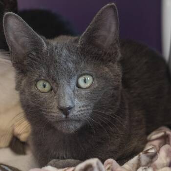 Huzzah -  Domestic Short Hair Cat for Adoption in Pontiac, Michigan - Huzzah | PetCurious