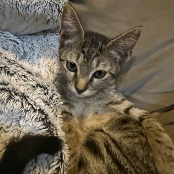 Lark -  Domestic Short Hair Cat for Adoption in Houston, Texas - Lark | PetCurious