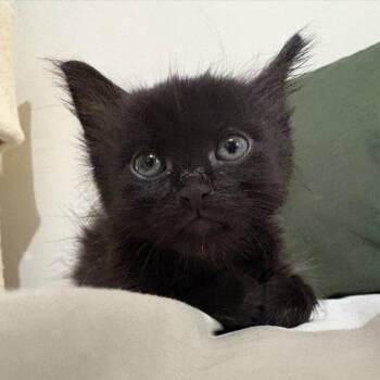 Batman -  Domestic Short Hair Cat for Adoption in Spokane, Washington - Batman | PetCurious