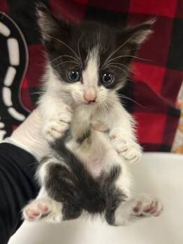 Domestic Short Hair Cats Available for Adoption - SIGBY | PetCurious
