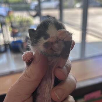 Earnie (C000-097) -  Domestic Short Hair Cat for Adoption in Chino Hills, California - Earnie (C000-097) | PetCurious