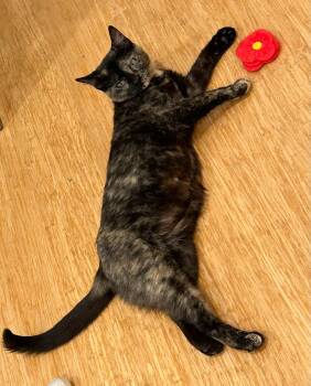 Mama Cass -  Domestic Short Hair Cat for Adoption in Price, Utah - Mama Cass | PetCurious