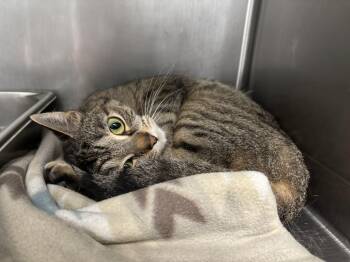 Domestic Short Hair Cats Available for Adoption in Frankfort, Indiana - Dee | PetCurious