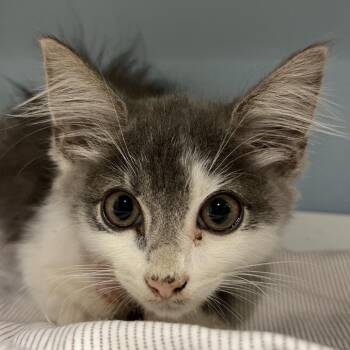 Stormy -  Domestic Short Hair Cat for Adoption in Chattanooga, Tennessee - Stormy | PetCurious