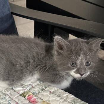 Bunker -  Domestic Short Hair Cat for Adoption in Madisonville, Tennessee - Bunker | PetCurious