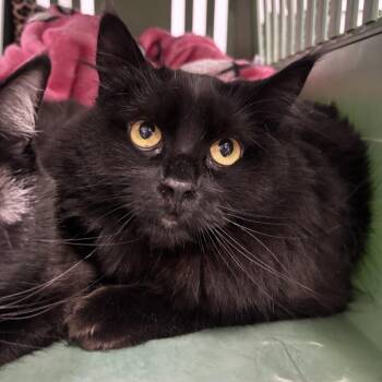 May -  Domestic Long Hair Cat Available for Adoption in Spokane, Washington - May | PetCurious