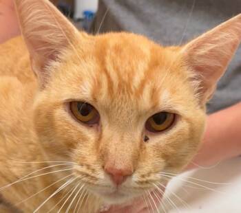 Rescue Domestic Short Hair Cats for Adoption in Elizabethton, Tennessee - DAVY | PetCurious