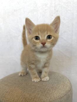 Domestic Medium Hair Cats Available for Adoption - Boots | PetCurious