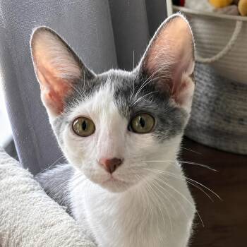 Chase Dash -  Tuxedo and Domestic Short Hair Cat for Adoption in Friendswood, Texas - Chase Dash | PetCurious