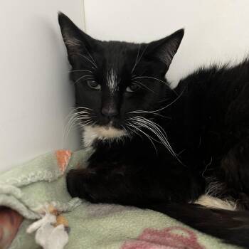 Domestic Short Hair Cats Available for Adoption - Nannie | PetCurious