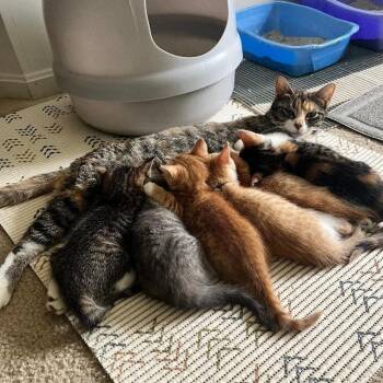 Domestic Short Hair Cats Available for Adoption in Baltimore, Maryland - Marietta | PetCurious