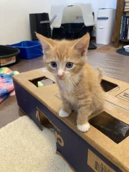 Scotch -  Domestic Short Hair and Tabby Cat for Adoption in New Cumberland, West Virginia - Scotch | PetCurious